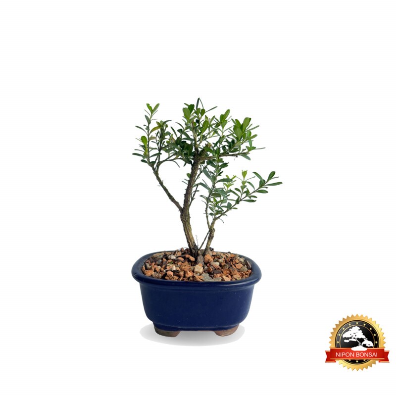 Bonsai Buxus Harlandii 2 anos - 01140