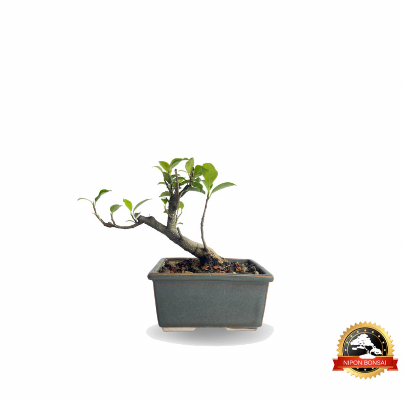 Bonsai Ficus Microcarpa 3 anos - 01146
