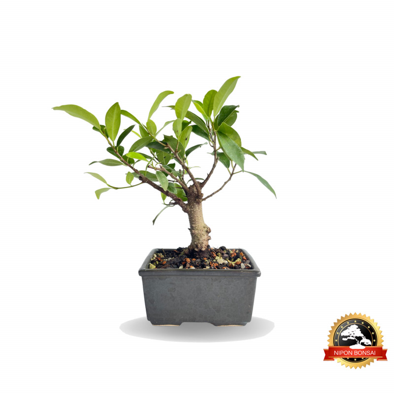 Bonsai Ficus Microcarpa 2 anos - 01158