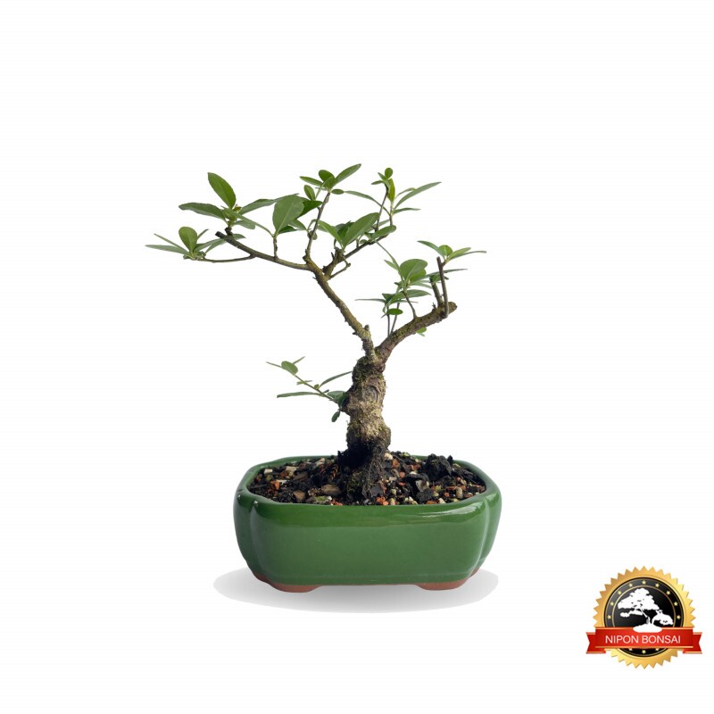 Bonsai Piracanta 3 anos - 01164