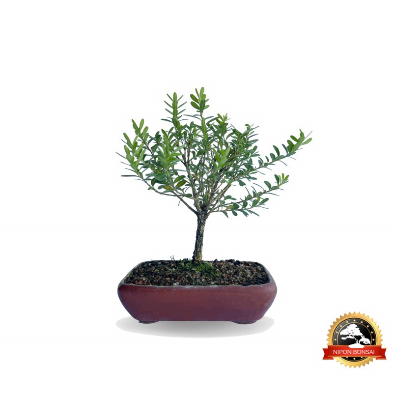 Bonsai Buxus Harlandii 3 anos - 01170