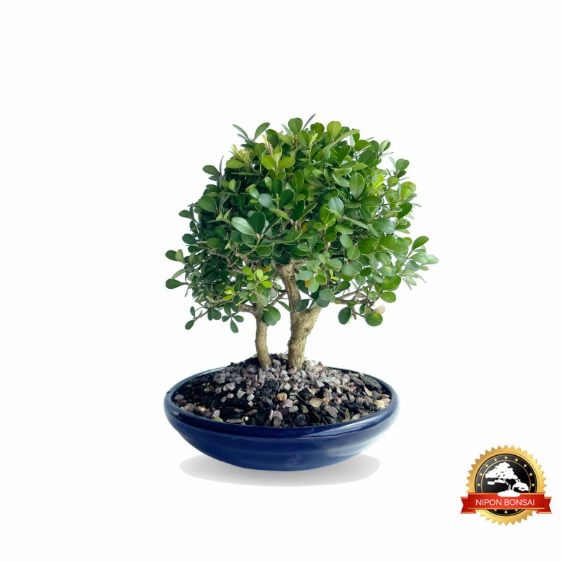 Bonsai Buxus Sempenvirens 6 anos - 01176