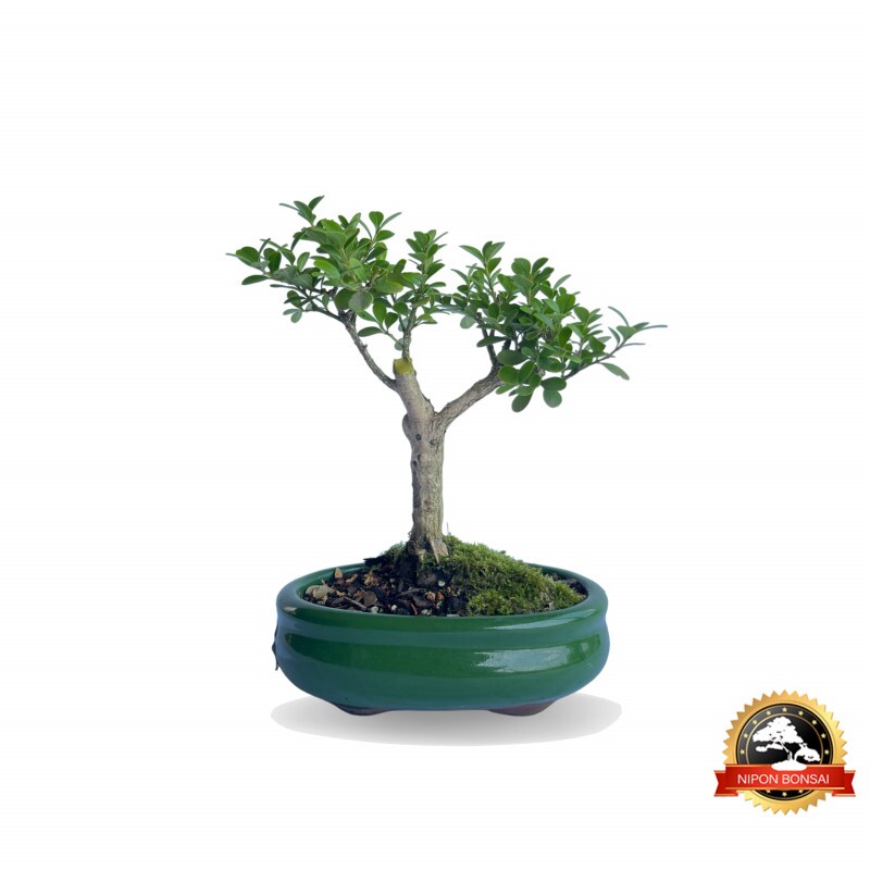 Bonsai Buxus Sempervirens 4 anos - 01221