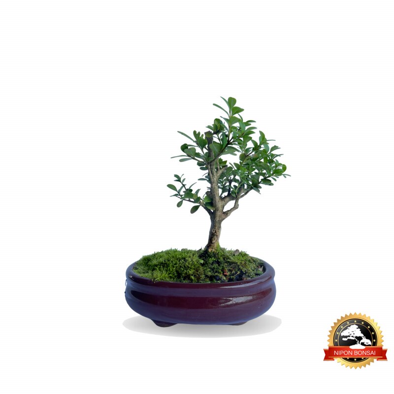 Bonsai Buxus Sempervirens 4 anos - 01222