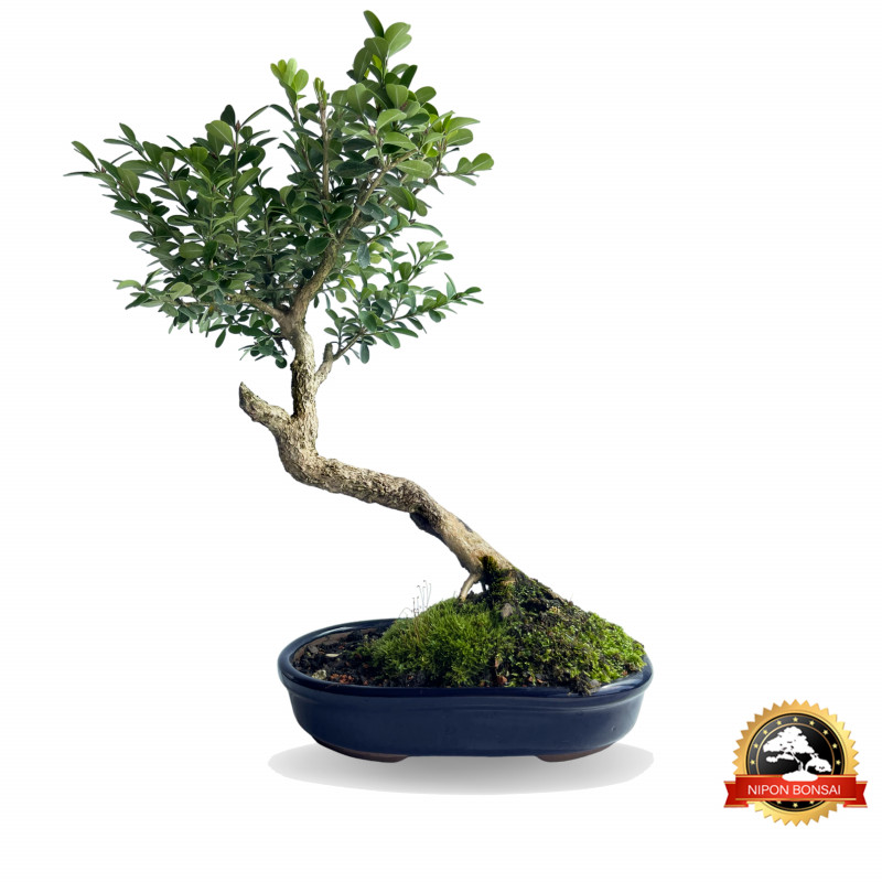 Bonsai Buxus Sempervirens 8 anos - 01230