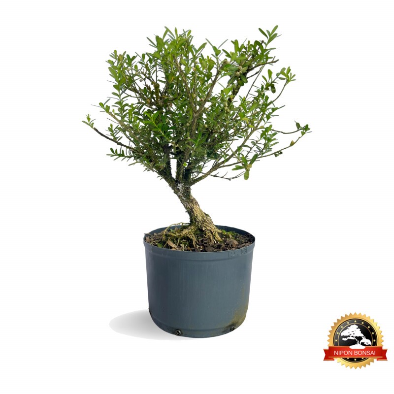 Pré Bonsai Buxus Harlandii 6 anos - 01122