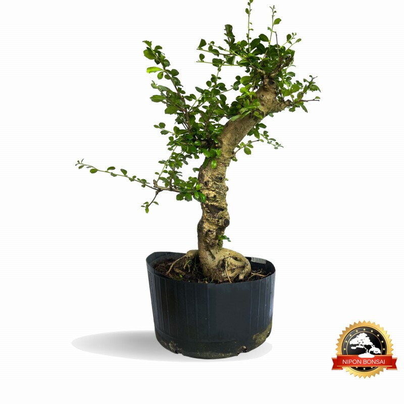 Pré Bonsai Carmona Retusa 12 anos - 01288