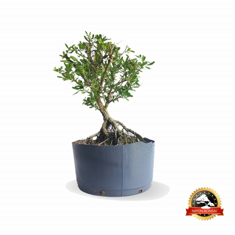 Pré Bonsai Buxus Harlandii 6 anos - 01306