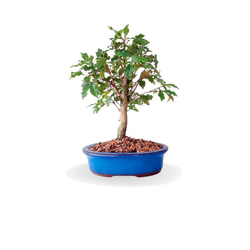 Bonsai Gabiroba 4 anos - 01474