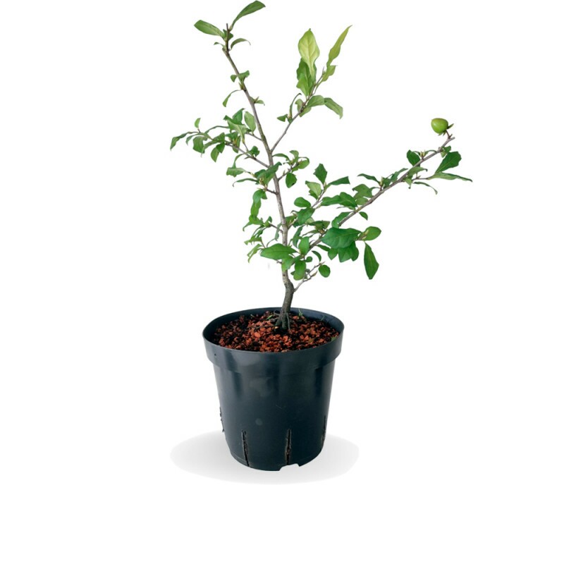 Pré Bonsai Mini Caqui 6 anos - 01607