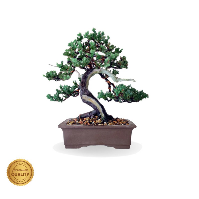 Bonsai Mini Jacaré 8 anos - 00507