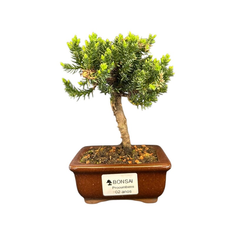 Bonsai Juníperus Procumbens 2 anos - 00913