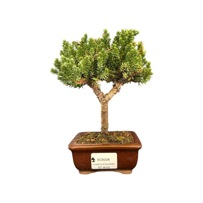 Bonsai Juníperus Procumbens 2 anos - 00912