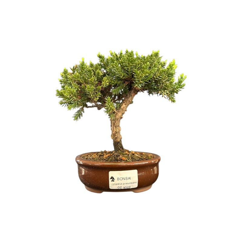 Bonsai Juníperus Procumbens 2 anos - 01777