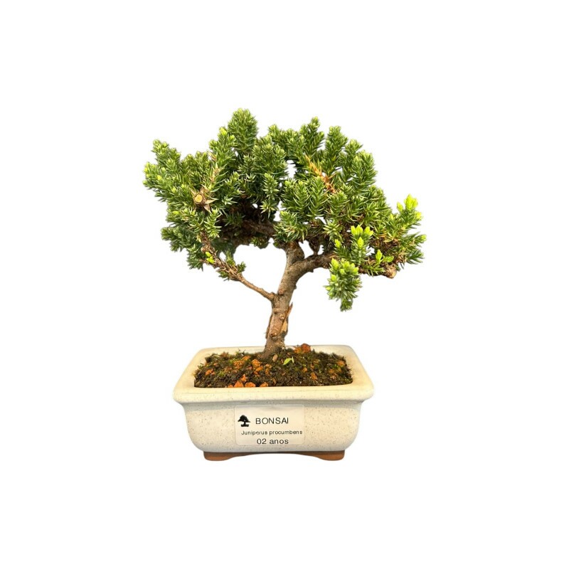 Bonsai Juniperus Procumbens 2 anos - 01468 Bonsai Juniperus Procumbens 2 anos - 01468