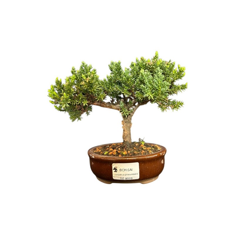 Bonsai Juniperus Procumbens 2 anos - 01914