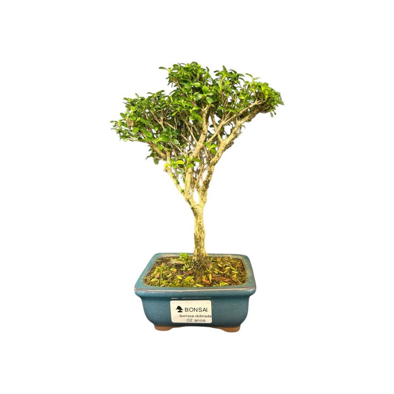 Bonsai Serissa Branca 02 anos Bonsai Serissa Branca 02 anos