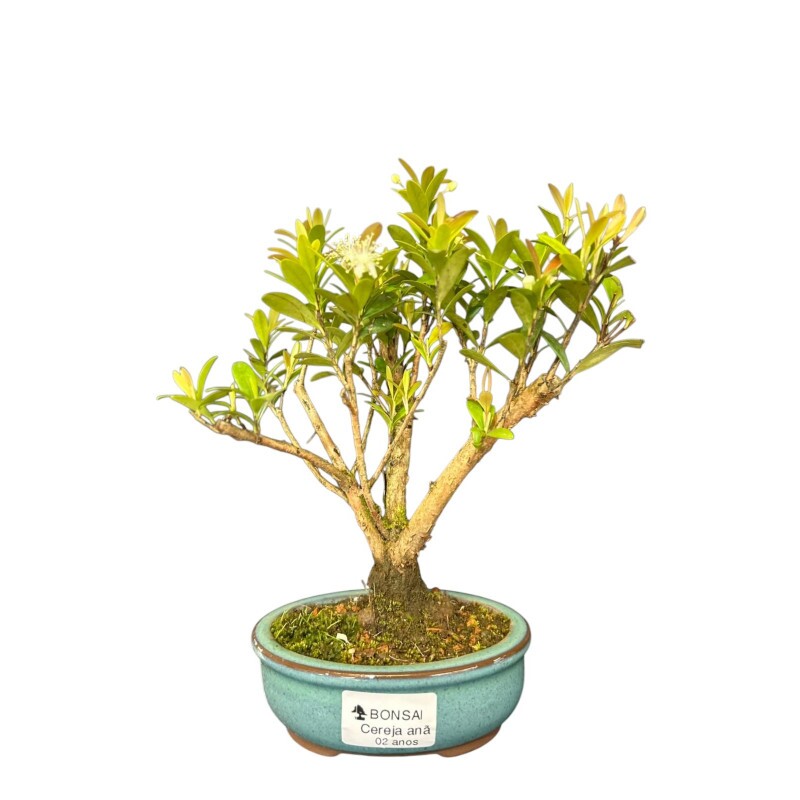 Bonsai Cereja Anã 2 anos - 01534