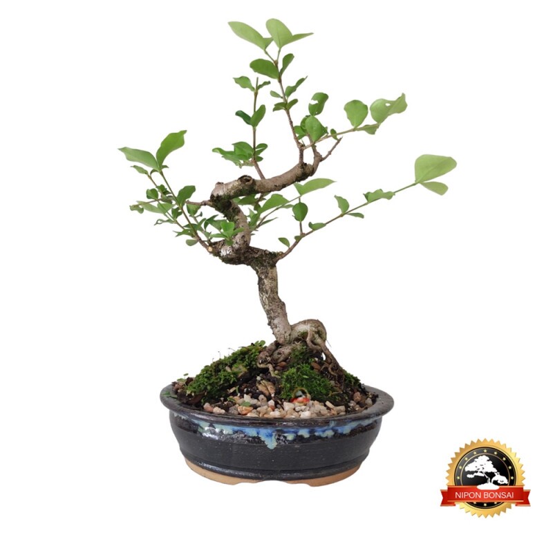 Bonsai Acerola 8 anos - 00215