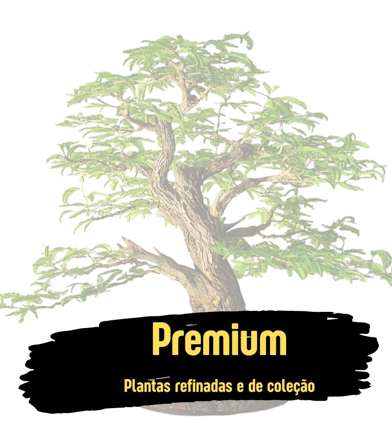 bonsai