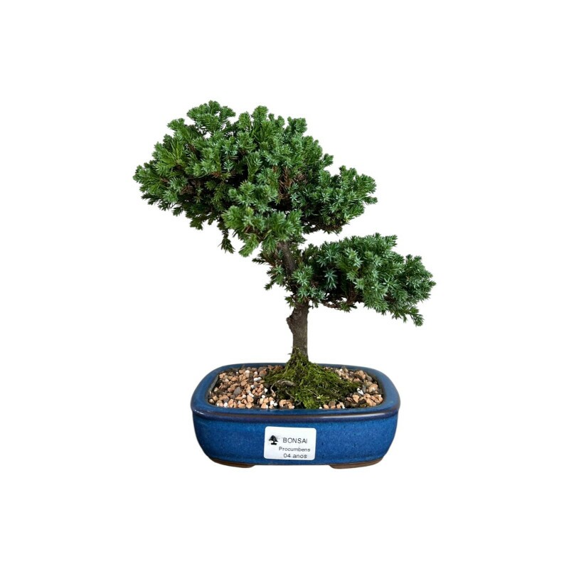 Bonsai Juniperus Procumbens 4 anos - 01468 Bonsai Juniperus Procumbens 4 anos - 01468