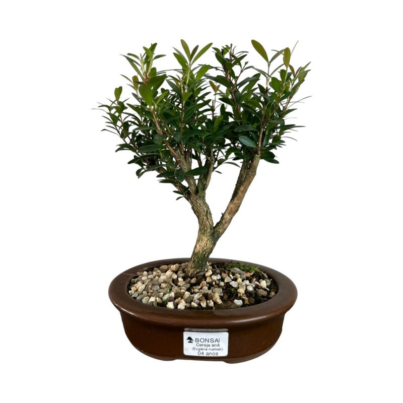 Bonsai Cereja Anã 4 anos - 01917 Bonsai Cereja Anã 4 anos - 01917