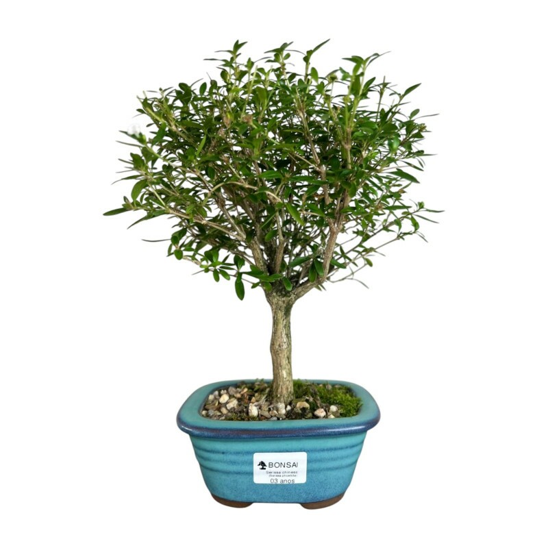 Bonsai Serissa 3 anos - 01376 Bonsai Serissa 3 anos - 01376