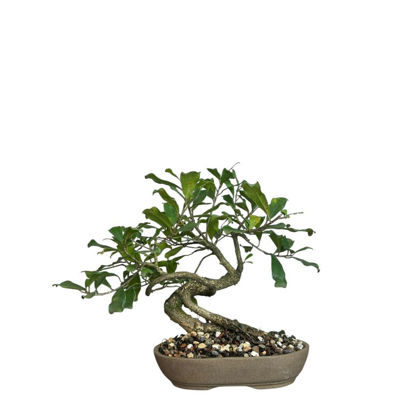 Bonsai Ficus Natalensis 5 anos - 00460