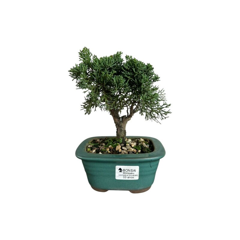 Bonsai Shimpaku - 3 anos Bonsai Shimpaku - 3 anos
