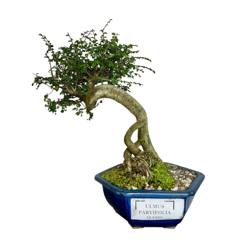 Bonsai Ulmus Parvifolia 14 anos - 01373