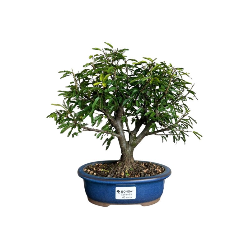 Bonsai Caliandra Branca 5 anos - 01923