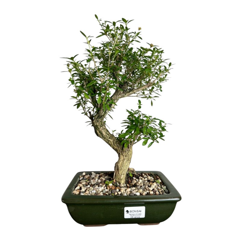 Bonsai Serissa Chinesa 6 anos - 01877 Bonsai Serissa Chinesa 6 anos - 01877