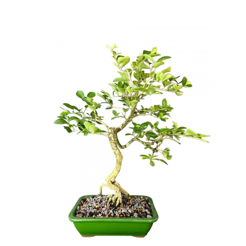 Bonsai Acerola 6 anos - 01771