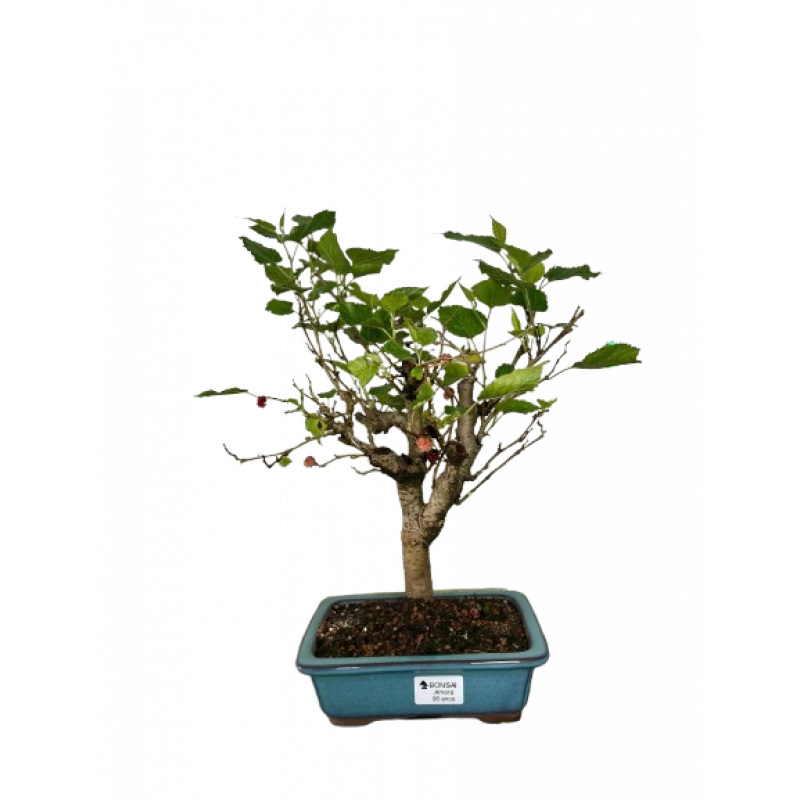 Bonsai Amora 6 anos - 01576