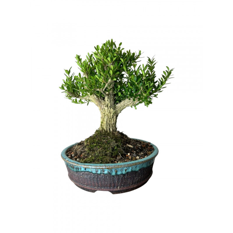 Bonsai Buxus Harlandii 7 anos - 01122