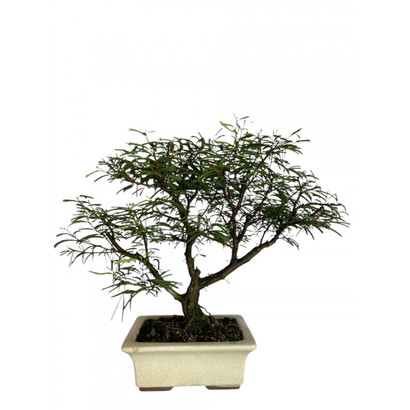 Bonsai Caliandra Rosa 8 anos - 00315