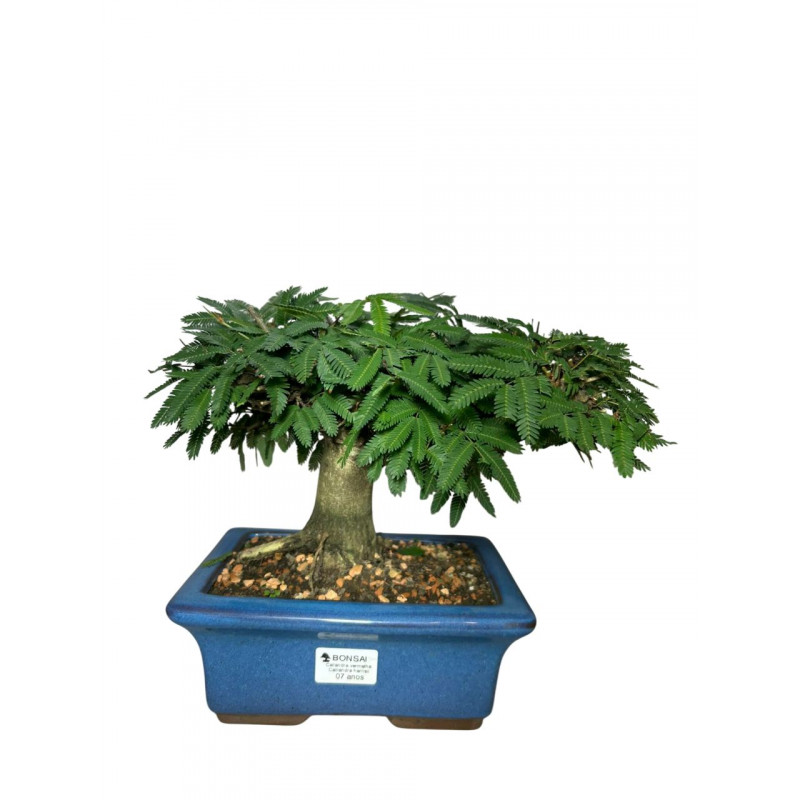 Bonsai Caliandra Selloi 7 anos - 00697 Bonsai Caliandra Selloi 7 anos - 00697