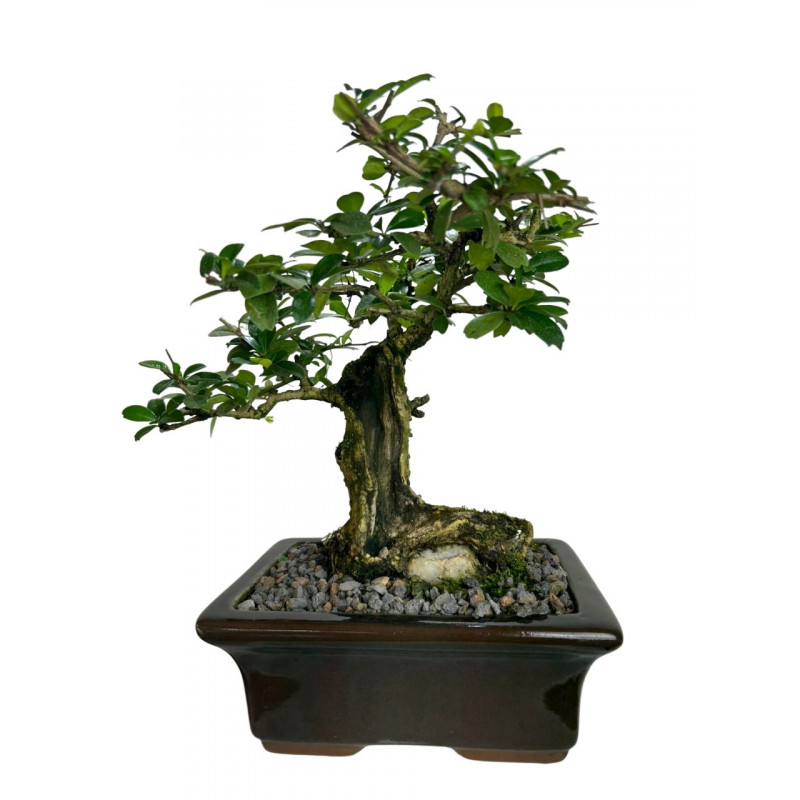 Bonsai Carmona Retusa 8 anos - 01093