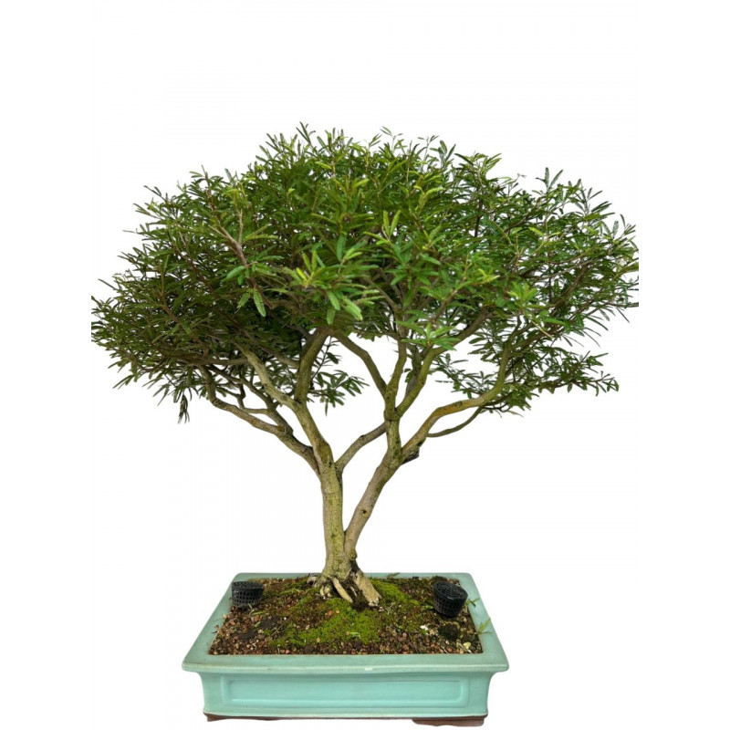 Bonsai Caliandra Selloi 20 anos - 00477