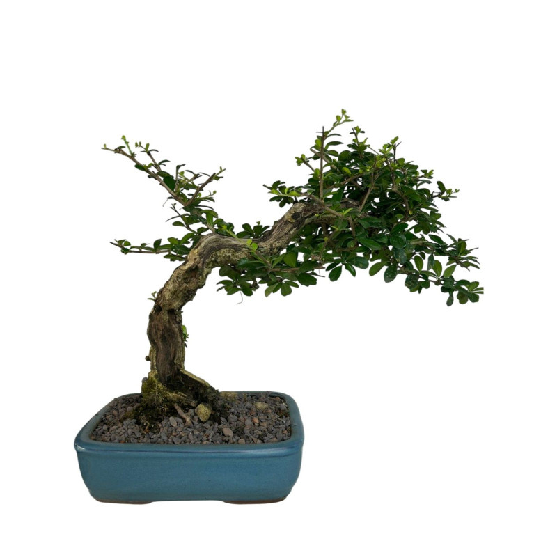 Bonsai Carmona Retusa 10 anos - 00768