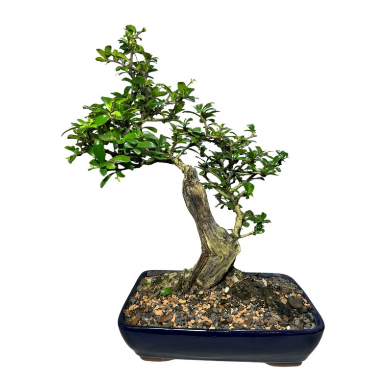 Carmona 8 anos - 00340 Carmona 8 anos - 00340