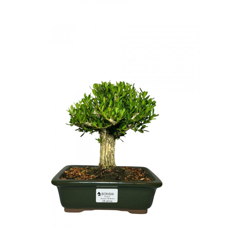 Bonsai Buxus Harlandii 6 anos - 01574