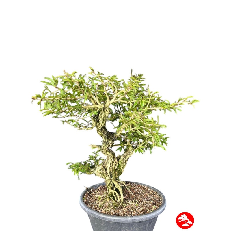 Pré Bonsai Caliandra Spinosa 15 anos Pré Bonsai Caliandra Spinosa 15 anos