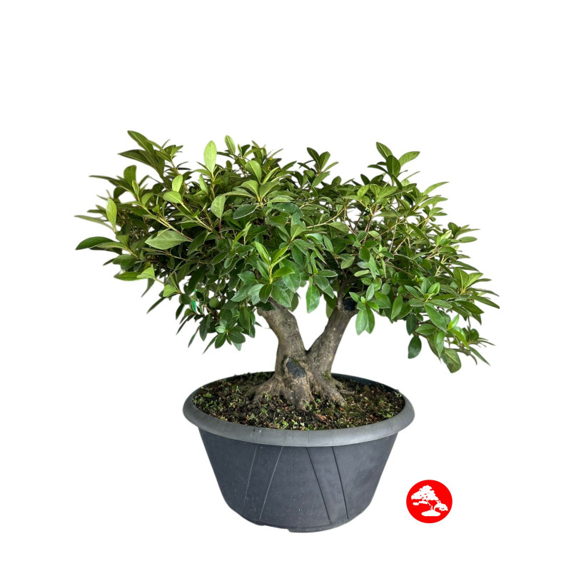 Pré Bonsai Azaleia Satsuki 18 anos - 01625 Pré Bonsai Azaleia Satsuki 18 anos - 01625