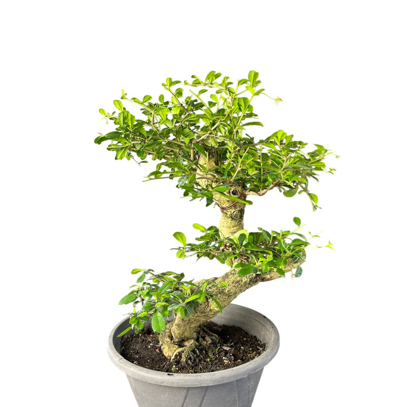 Pré Bonsai Carmona Retusa 18 anos - 01014