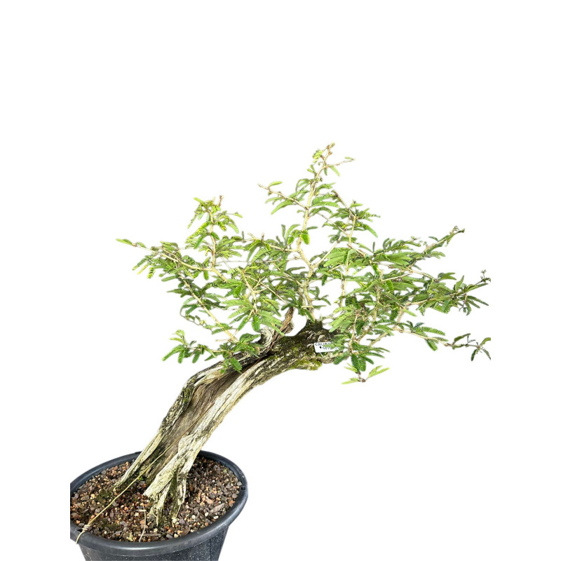Pré Bonsai Caliandra Selloi 20 anos - 01797 Pré Bonsai Caliandra Selloi 20 anos - 01797