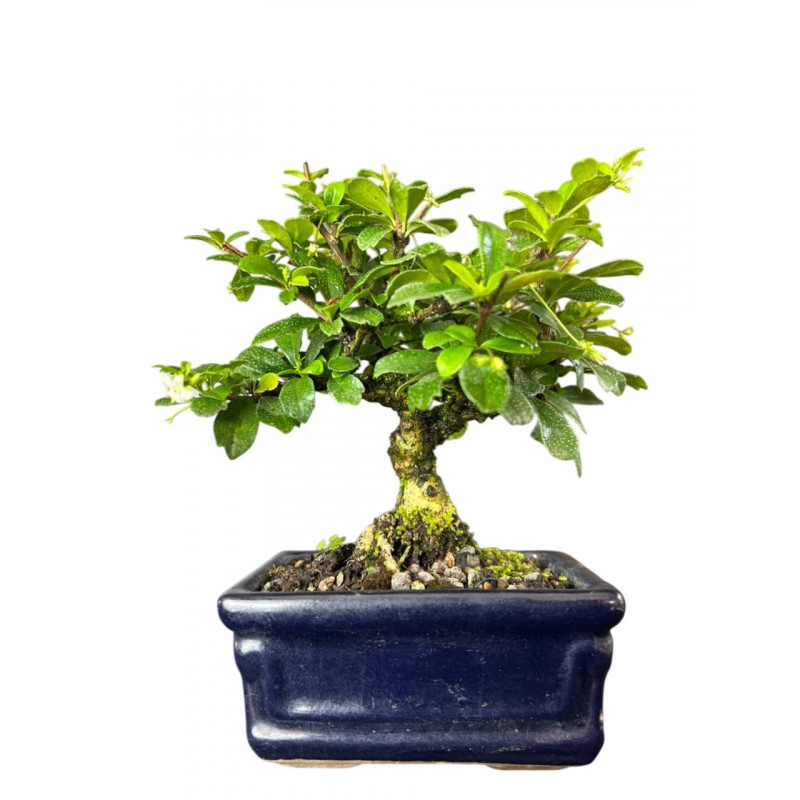 Bonsai Micro Carmona 3 anos - 00928