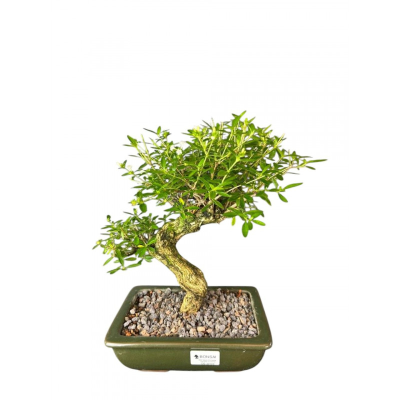 Bonsai Serissa Rosa 6 anos - 01930