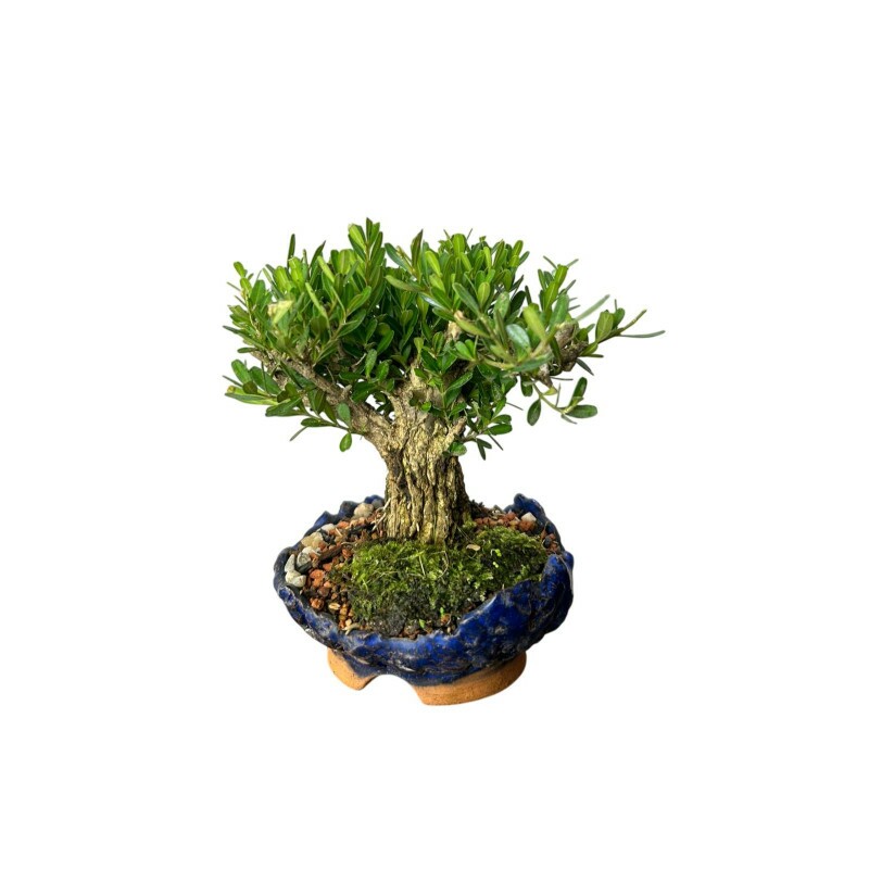 Bonsai Buxus Sempenvirens 6 anos - 01176