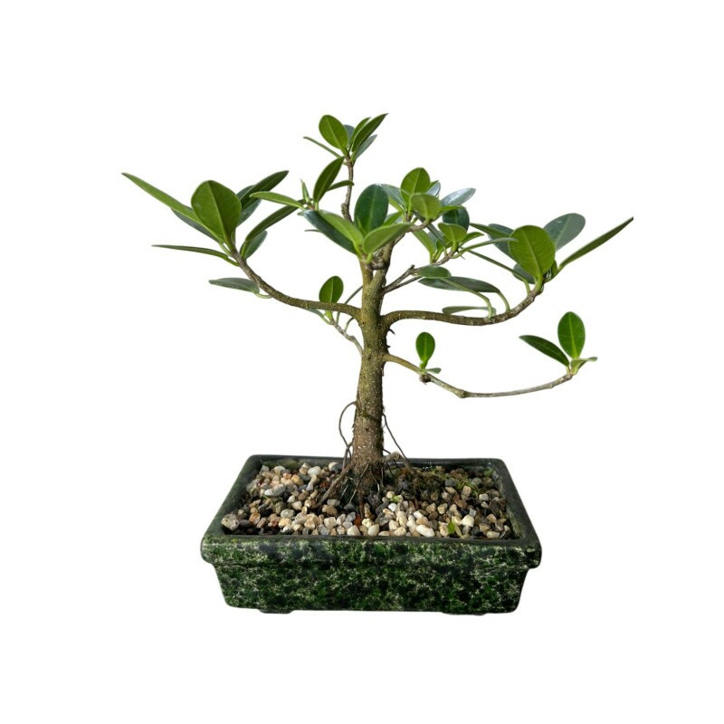 Bonsai Ficus Green Island 4 anos - 01875